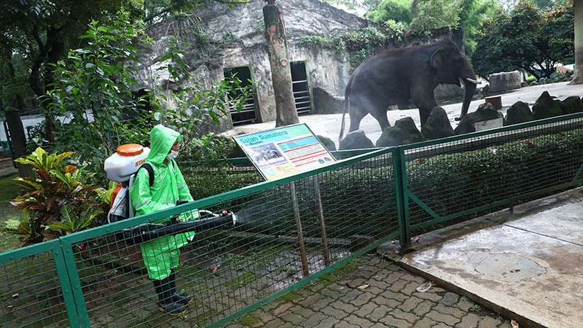 Kebun Binatang Ragunan Disemprot Cairan Disinfektan - Bagian 2