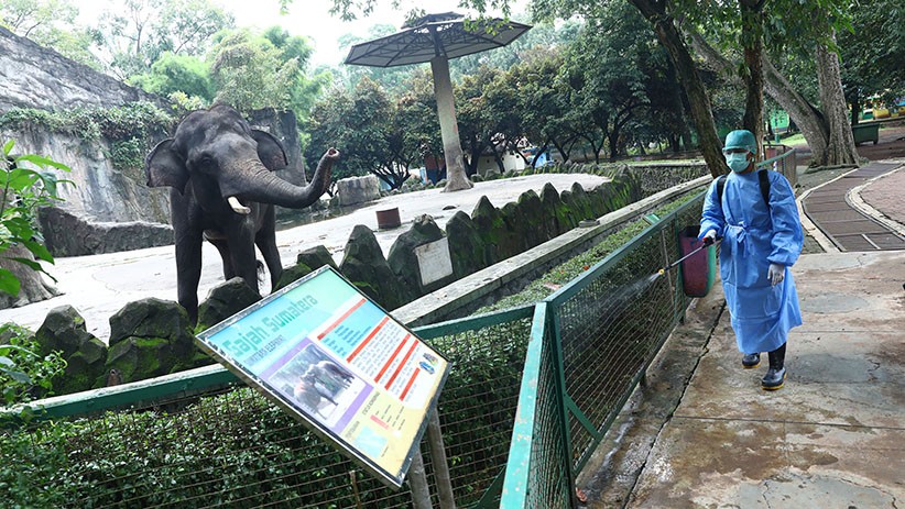 Kebun Binatang Ragunan Disemprot Cairan Disinfektan - Bagian 1