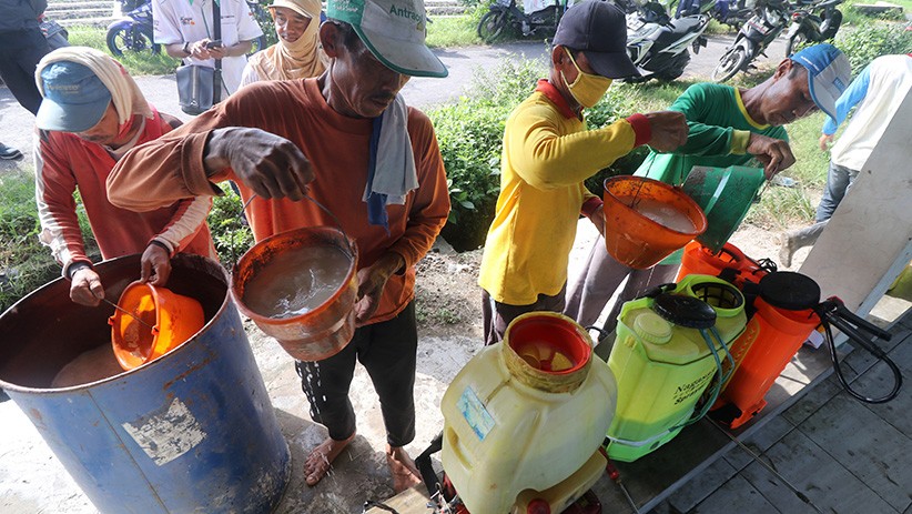 Hama Wereng Serang Puluhan Hektare Sawah di Desa Paron Kediri - Bagian 2