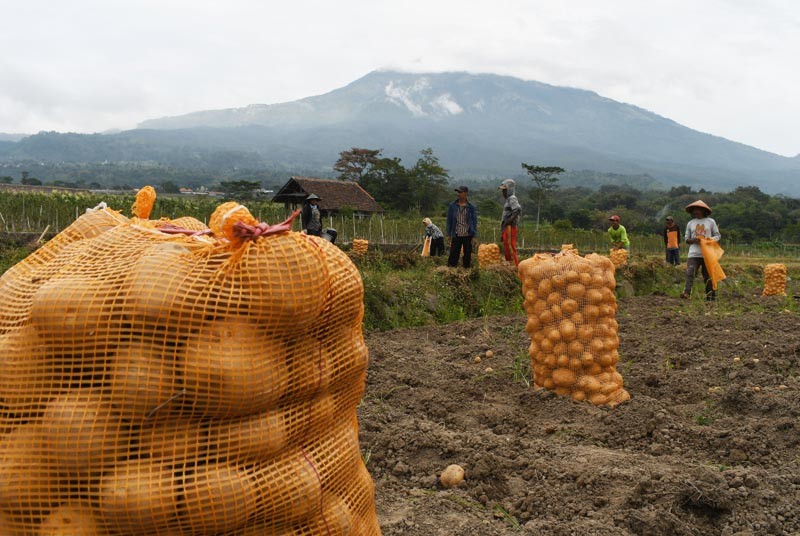Musim Panen, Kentang dari Petani di Magetan Dijual Seharga Rp7 Ribu - Bagian 3