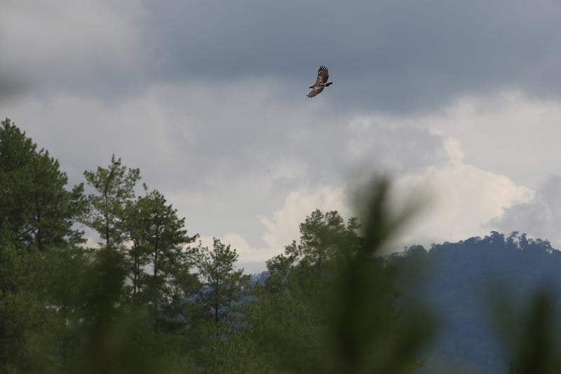 BKSDA Aceh Lepasliarkan Elang Brontok di Hutan Lindung Takengon - Bagian 4